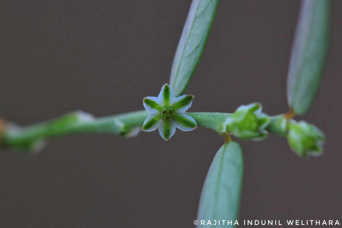 Phyllanthus debilis J.G.Klein ex Willd.